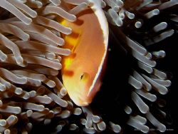 Whitebacked Anemonefish on watch. Olympus C-8080WZ / Ikel... by Peter Baerentzen 
